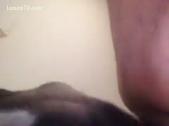 A lustful mutt licking a pussy